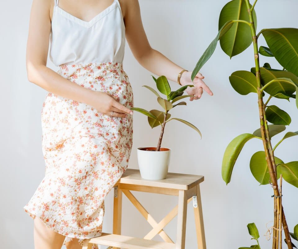 plants store story section img