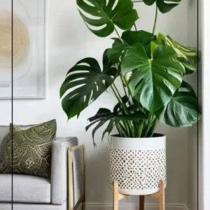 monstera deliciosa with mid century wood stand & textured ceramic planter