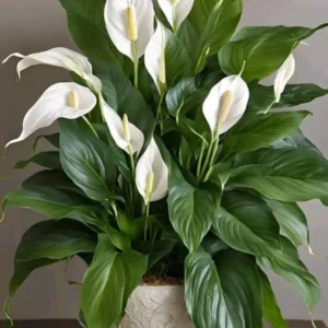 peace lily not blooming try these genius hacks!