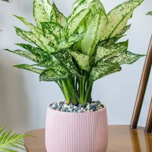 product 1: the corner statement piece product name: monstera deliciosa in textured white ceramic planter with mid century stand